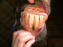 Horse Teeth Extraction