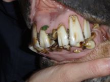 Horse Teeth Extraction 4